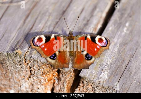 Peacock butterfly with wings wide open on a wooden surface. Insect close-up. Red Butterfly. Aglais io. European peacock. Stock Photo