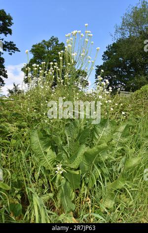 Horse-radish - Armoracia rusticana Stock Photo