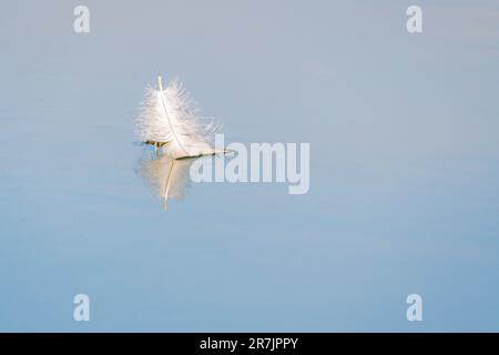 White feather floating on water Stock Photo