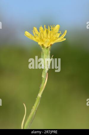Viper's-grass - Scorzonera humilis Stock Photo