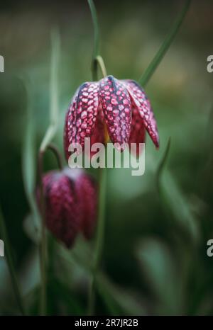 Close up of checkered lily fritillaria flowers in spring garden. Stock Photo