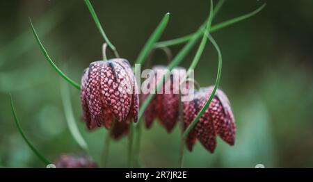 Close up of checkered lily fritillaria flowers in spring garden. Stock Photo