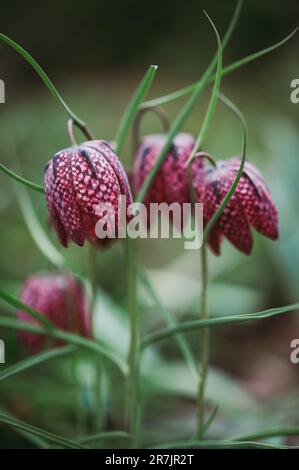 Close up of checkered lily fritillaria flowers in spring garden. Stock Photo