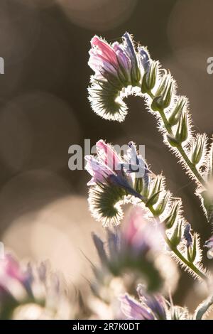 Echium judaeum, commonly known as the Judean viper's bugloss, is an annual plant endemic to southern Lebanon, southern Syria and Israel, Stock Photo