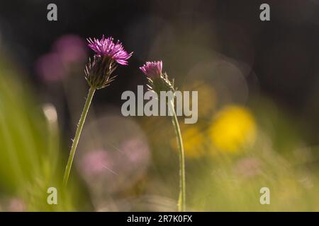 Centaurea nigra is a species of flowering plant in the family Asteraceae known by the common names lesser knapweed, common knapweed, black knapweed. a Stock Photo