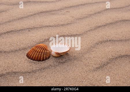 Seashells on a sandy beach January Stock Photo