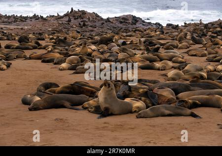 A colony of the brown fur seal (Arctocephalus pusillus), also known as the Cape fur seal, South African fur seal and Australian fur seal, Stock Photo