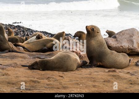 A colony of the brown fur seal (Arctocephalus pusillus), also known as the Cape fur seal, South African fur seal and Australian fur seal, Stock Photo