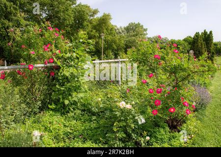 Pink roses growing along the fenceline at Lyndale Park Rose Garden in ...