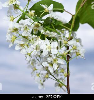 Close up on bird cherry tree Prunus padus flowering white flowers in spring Stock Photo
