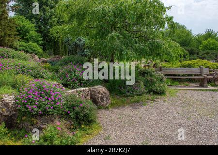 Rock garden with purple flowers surrounded by trees and a bench at the Lyndale Park Peace Garden in Minneapolis, Minnesota USA. Stock Photo