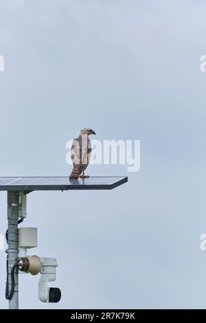 A Osprey is perched on the top of a solar panel against a backdrop of a cloudy sky, perhaps surveying its surroundings Stock Photo