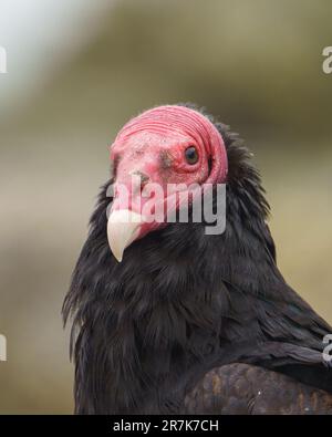 Turkey Vulture (Cathartes Aura) Detailed Portraits At The Beach Stock ...