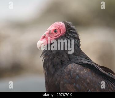 Turkey Vulture (Cathartes Aura) Detailed Portraits At The Beach Stock ...