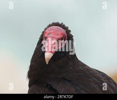 Turkey Vulture (Cathartes Aura) Detailed Portraits At The Beach Stock ...