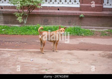 Male street dog   staring at the camera aggressively Stock Photo