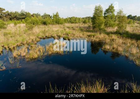 Landschap in Nationaal Park De Groote Peel; Landscape at National Park De Groote Peel Stock Photo