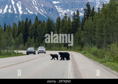 View over the road of the Icefields Parkway, Alberta, Canada, with a black bear and two cubs in the middle crossing to the other side; in distance car Stock Photo