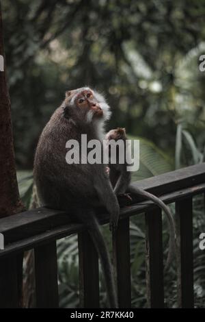 A crab-eating macaque with an infant sitting on a wooden handrail. Ubud Monkey Forest, Bali. Stock Photo