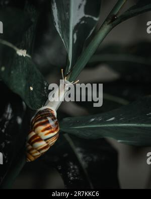 A closeup shot of a Giant African land snail on a green plant stem. Lissachatina fulica. Stock Photo