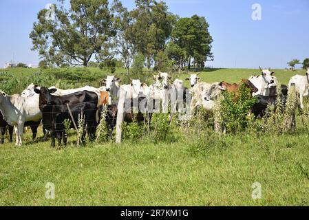 Pasture with cattle of various breeds in a cattle ranch with nature and buildings in the background Stock Photo