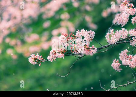 Branches of beautiful cherry blossoms are blooming in front of  blurred cherry blossoms and green grass background Stock Photo