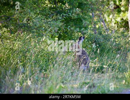 Brown hare hiding in long grass Stock Photo