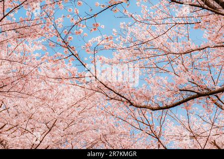 Beautiful branches of cherry blossoms with blue sky background, in spring time, Japan Stock Photo