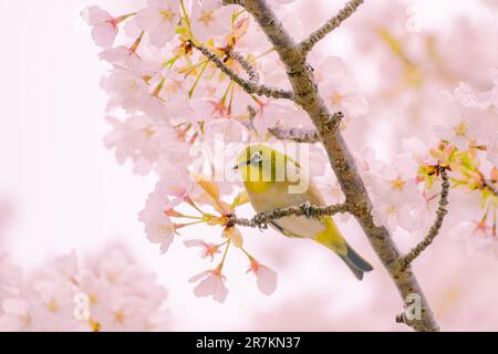 A silvereye bird is curiously looking on a branch of cherry blossom tree in spring of Japan Stock Photo
