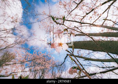 Branches of beautiful cherry blossoms are blooming in front of  blurred cherry blossoms and people background Stock Photo