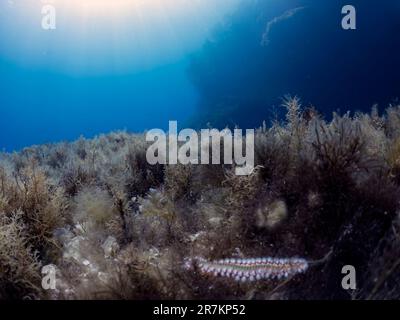 A Bearded Fireworm (Hermodice carunculata) on the sea bed in Comino, Malta Stock Photo