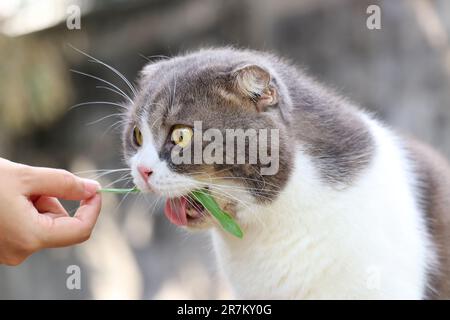 Cat eat grass from hand in the garden for health benefits , Scottish Fold cat Stock Photo