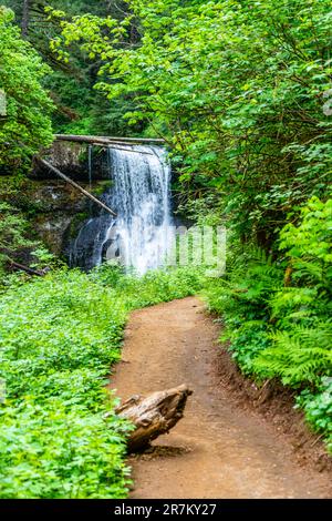 A dirt trail leads to Upper North Falls at Silver Falls State Park in Oregon State. Stock Photo