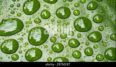 water drops on green background Stock Photo