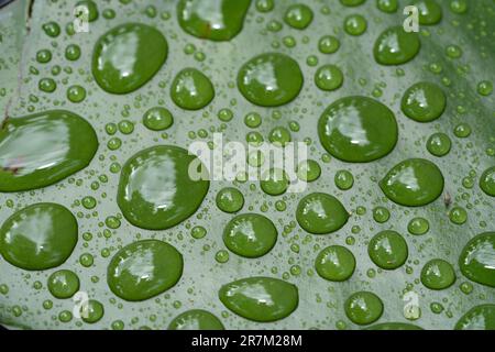 water drops on green background 01 Stock Photo