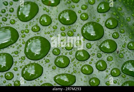water drops on a leaf Stock Photo