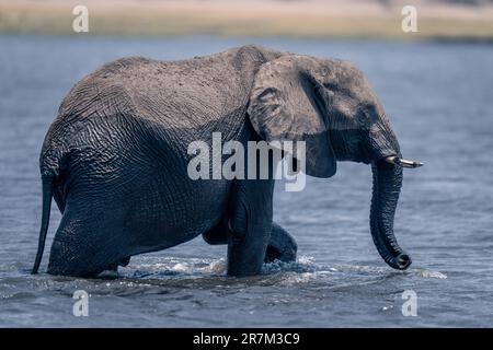 African bush elephant walks into shallow river Stock Photo - Alamy