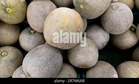 A group of melons or cantaloupe in a box. Melons background in a box Stock Photo