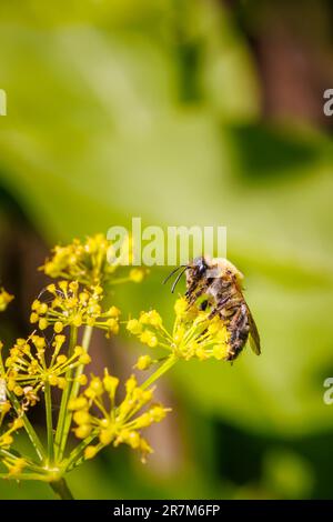A Red Mason Bee (Osmia bicornis) on yellow bracts of Smyrnium perfoliatum (Perfoliate alexanders) in a garden in Surrey, south-east England Stock Photo