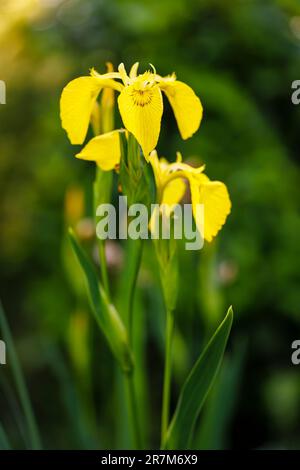 The damp-loving herbaceous perennial Iris pseudacorus, the water flag, yellow flag or yellow iris, in flower in late spring / early summer Stock Photo
