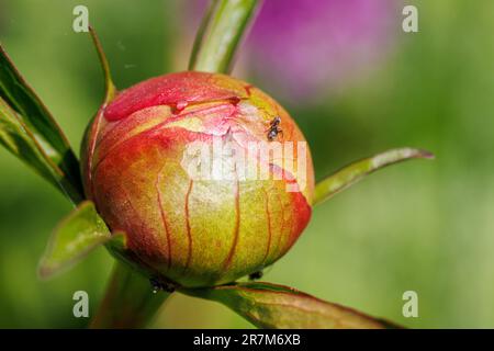 Ants on Peony Flowers: An Example of Biological Mutualism