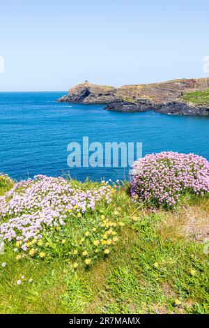 Sea pinks (thrift) flowering on the cliffs at Abereiddy Bay on the St David's peninsula, Pembrokeshire, Wales UK. Stock Photo