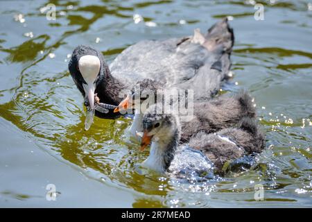 St James's Park, London, UK. 16th June 2023. A Eurasian Coot (Fulica atra) catches a Broad-bodied Chaser Dragonfly (Libellula depressa) to feed it's 2 young fledglings. Photo by Amanda Rose/Alamy Live News Stock Photo