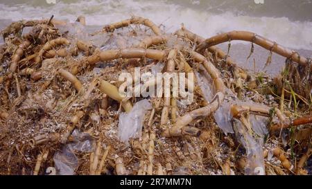 Close up of plastic mixed with reed roots lies on sand, floating debris ...