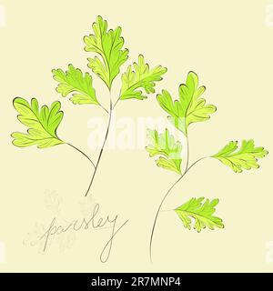 garnish parsley sketch hand drawn vector Stock Vector Image & Art - Alamy