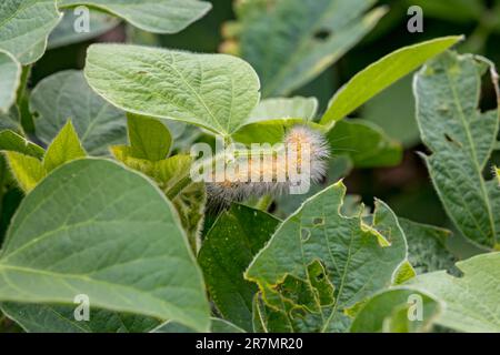 Closeup of yellow woolly bear caterpillar, Virginia tiger moth eating soybean plant leaf causing damage and injury. Agriculture crop insects, pest con Stock Photo