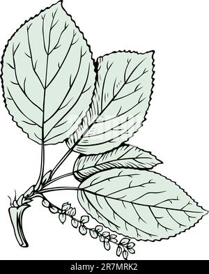 Branch of poplar on white Stock Vector