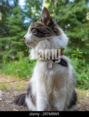 Beautiful white, black and brown colored maine coone cross cat looking away from the camera. Cat wearing a harness with green trees background. Stock Photo