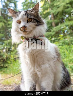 Beautiful white, black and brown colored maine coone cross cat looking away from the camera. Cat wearing a harness with green trees background. Stock Photo