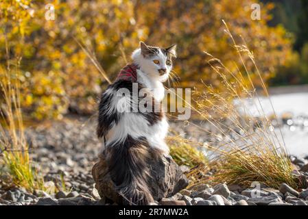 Stunning white, black and brown Maine Coone cross cat with bright orange eyes sniffing and waking through the trees and bushes in fall autumn season. Stock Photo